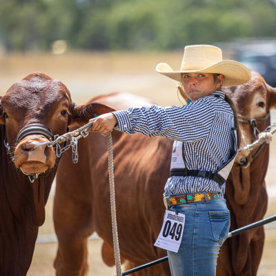 Droughtmaster Futurity srcset=