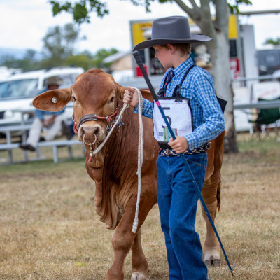 Droughtmaster Futurity srcset=