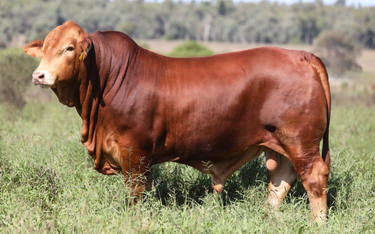 Cloncurry Bull