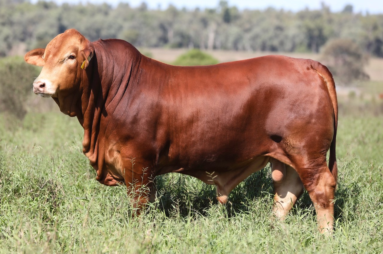 Cloncurry Bull