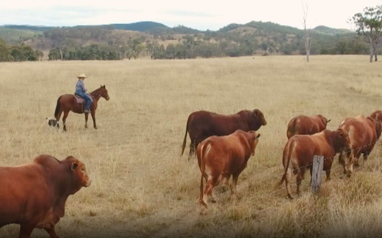 Droughtmaster national video post feature image