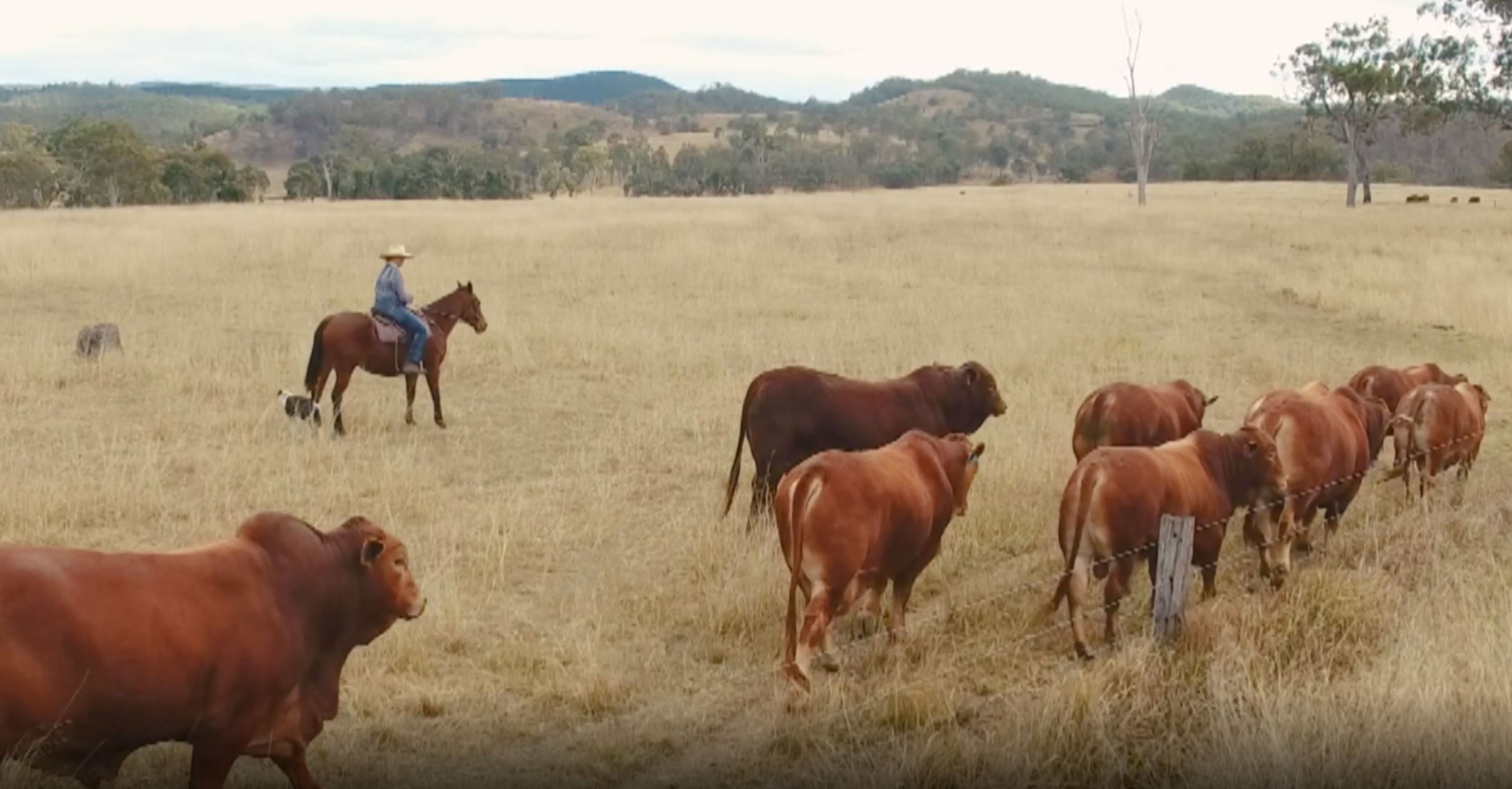 Droughtmaster national video post feature image