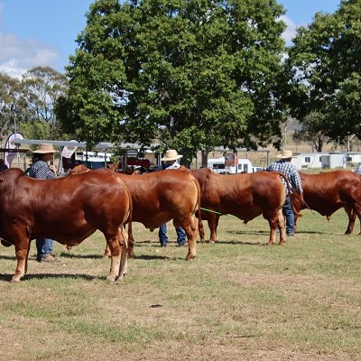 Droughtmaster Futurity srcset=