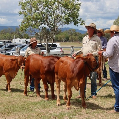 Droughtmaster Futurity srcset=