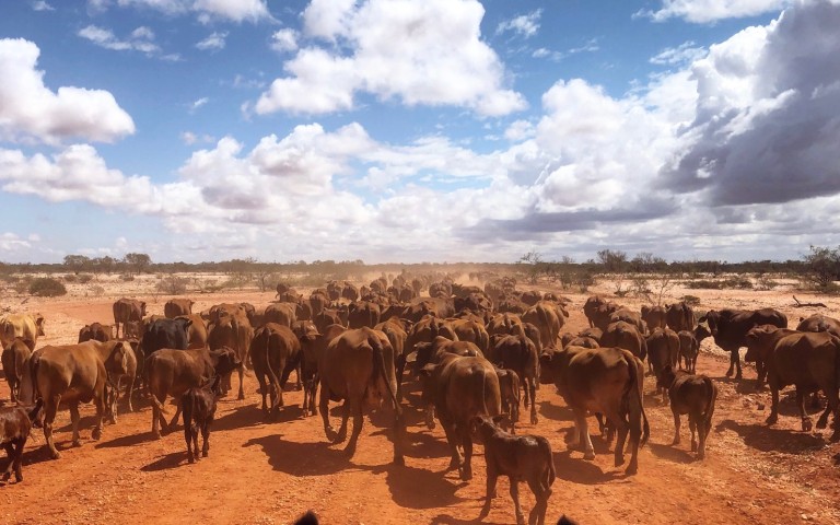 Lyndon Station mustering (1)