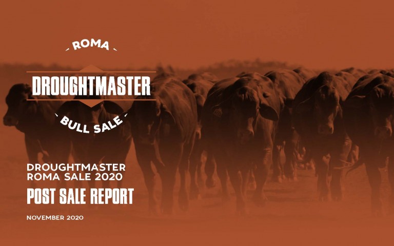 Roma Bull Sale Front cover