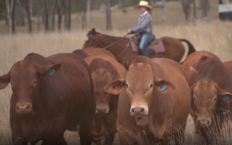 Roma bull sale video screenshot