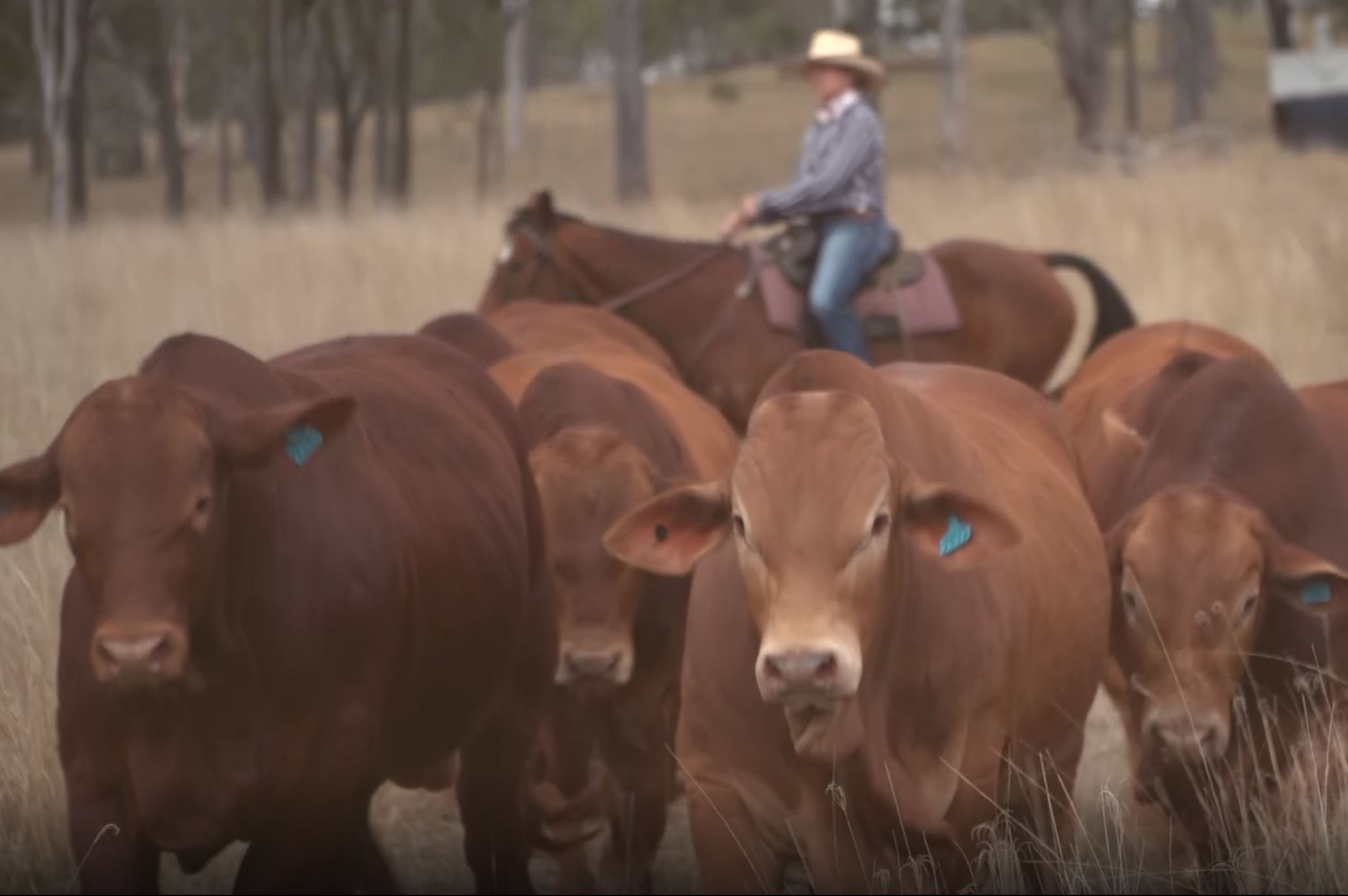 Roma bull sale video screenshot