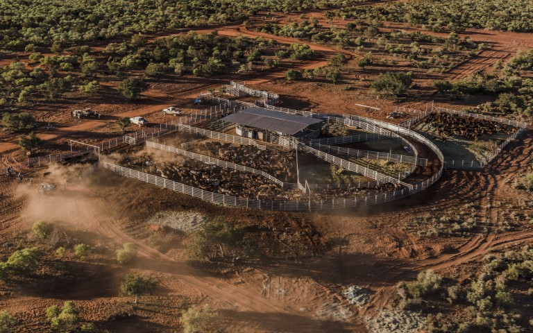 Warrawagine Station is the breeding hub of the operation, where Droughtmaster weaners are mustered and sent south to finish on improved pasture.
