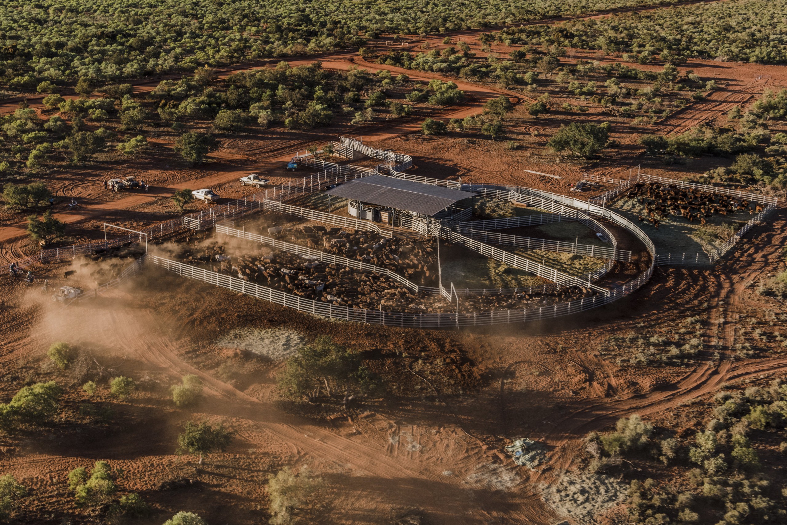 Warrawagine Station is the breeding hub of the operation, where Droughtmaster weaners are mustered and sent south to finish on improved pasture.