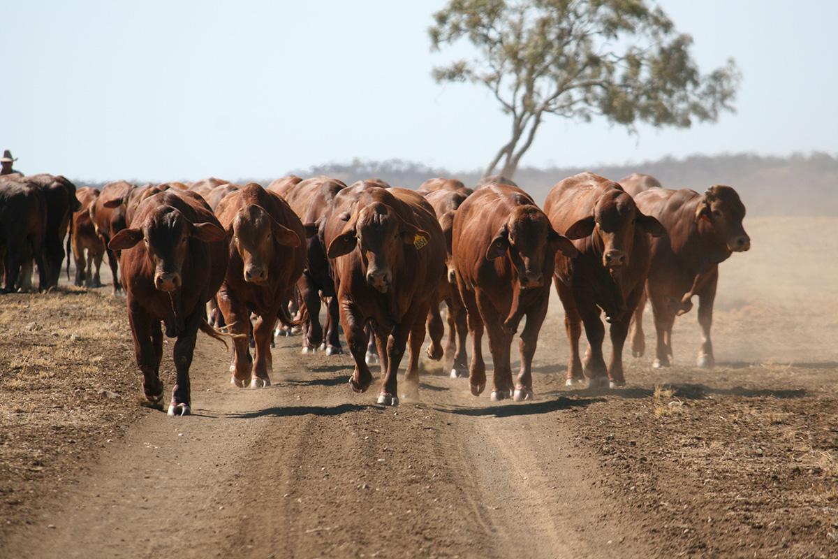mustering beef cattle